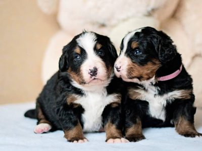 Bernese mountain dogs_puppy